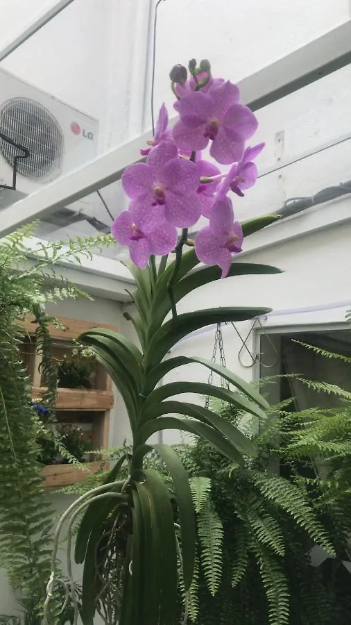 Augusta Jardins Home São Paulo